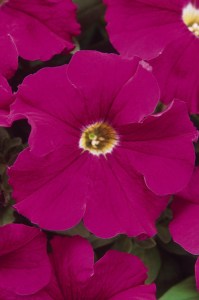 petunia_dreams_neon_rose