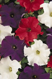 petunia_dreams_patriot_mix