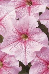 petunia_dreams_pink_vein