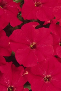 petunia_dreams_red