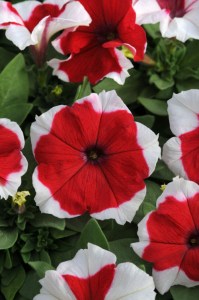 petunia_dreams_red_picotee