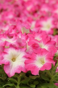 petunia_dreams_rose_morn