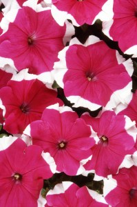 petunia_dreams_rose_picotee