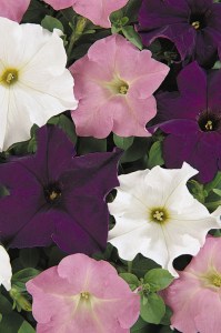 petunia_dreams_waterfall_mix
