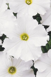petunia_dreams_white