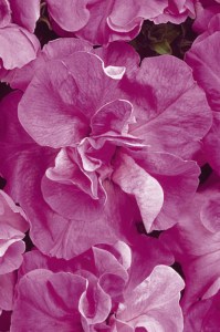 petunia_duo_lavender