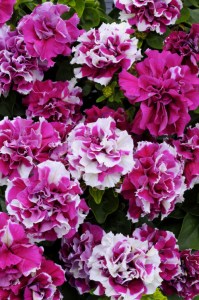 petunia_duo_rose_And_white