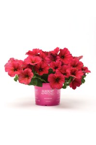 petunia_easy_wave_berry_velour