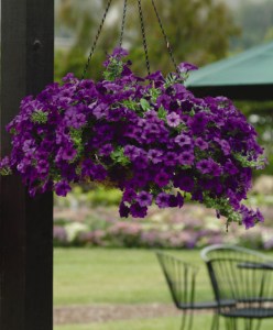 petunia_easy_wave_blue2