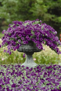 petunia_easy_wave_blue