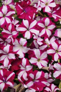 petunia_easy_wave_burgundy_star