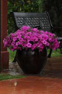 petunia_easy_wave_neon_rose2