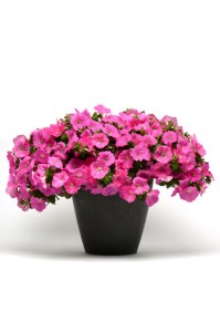 petunia_easy_wave_pink