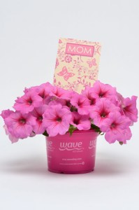 petunia_easy_wave_pink_passion