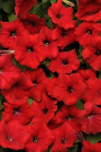 petunia_easy_wave_red