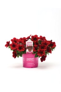 petunia_easy_wave_red_velour