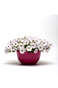 petunia_easy_wave_silver