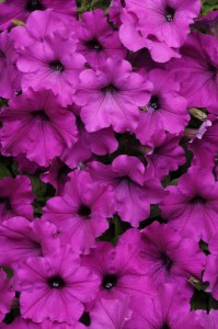 petunia_easy_wave_violet