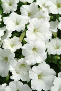 petunia_easy_wave_white