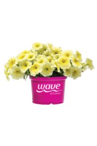 petunia_easy_wave_yellow2