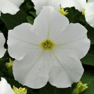 petunia_ez_rider_white2