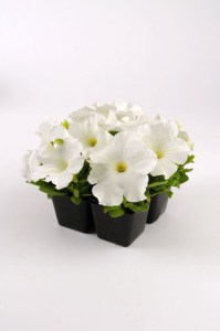 petunia_ez_rider_white