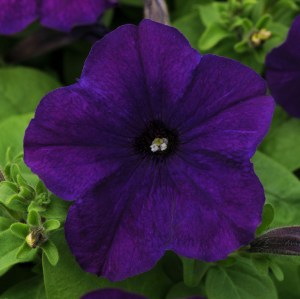 petunia_lo_rider_blue