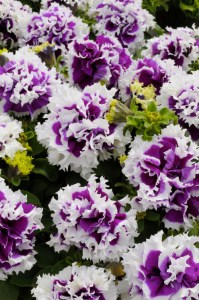 petunia_pirouette_purple