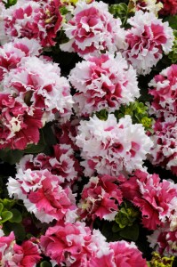 petunia_pirouette_red