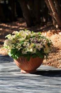 petunia_sophistica_antique_shades2