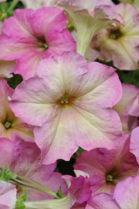 petunia_sophistica_antique_shades