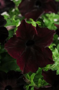 petunia_sophistica_blackberry