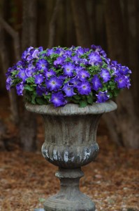 petunia_sophistica_blue_morn2
