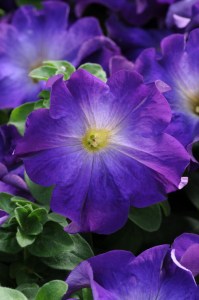 petunia_sophistica_blue_morn