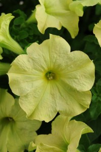petunia_sophistica_lime_green