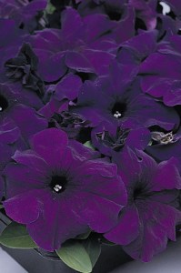 petunia_supercascade_blue