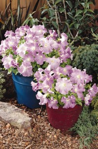petunia_supercascade_lilac