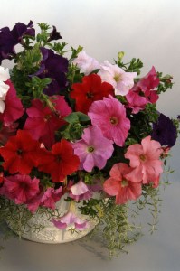 petunia_supercascade_mix