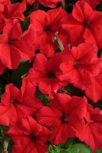 petunia_supercascade_red