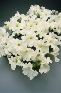 petunia_supercascade_white