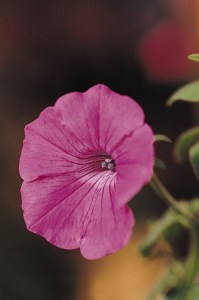 petunia_tidal_wave_hot_pink2