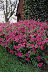 petunia_tidal_wave_hot_pink