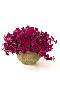 petunia_tidal_wave_purple2