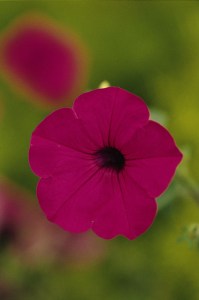 petunia_tidal_wave_purple3