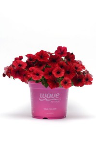 petunia_tidal_wave_red_velour