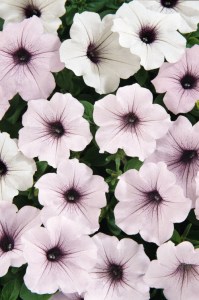 petunia_tidal_wave_silver