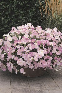 petunia_wave_mystic_lilac