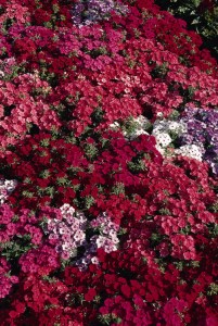 phlox_21th_century_mixture