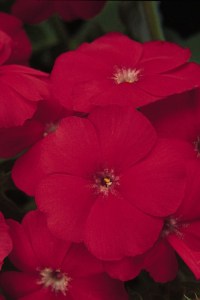 phlox_21th_century_scarlet