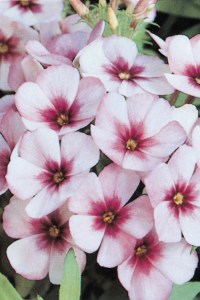 phlox_ethnie_light_blue